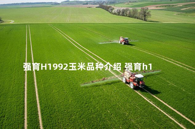 强育H1992玉米品种介绍 强育h1992玉米品种国审号